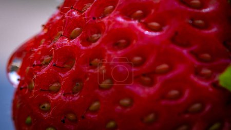 Nahaufnahme von frischen Erdbeeren mit Samen-Achenes. Wassertropfen auf frische reife rote Erdbeeren.