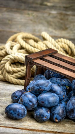 Prunes bleues mûres dans une caisse en bois dans une composition rustique.