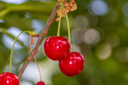 Red and sweet cherry berries. Detail of ripe cherries