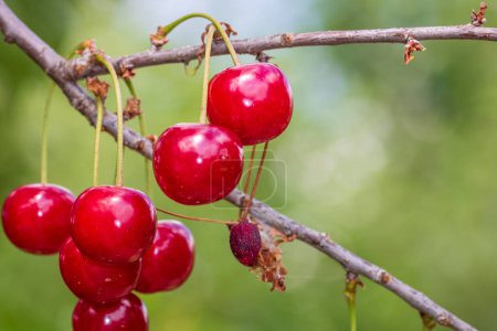 Red and sweet cherry berries. Detail of ripe cherries