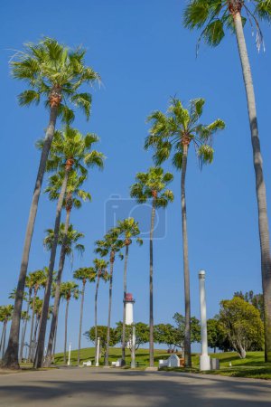 Téléchargez les photos : Phare Lion dans le parc aquatique riverain de Long Beach avec des palmiers bordant le chemin au premier plan - en image libre de droit