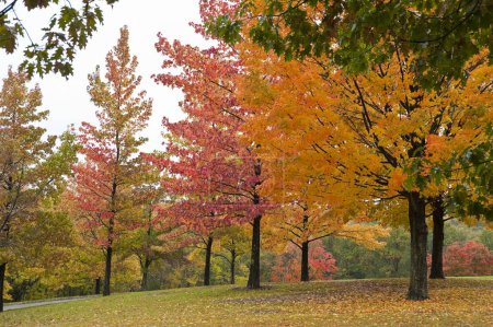 Foto de Colorido follaje sobre árboles en un prado en el oeste de Pensilvania en otoño - Imagen libre de derechos