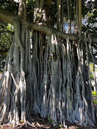 Téléchargez les photos : Close up view of the long roots of a monkeypod tree in Hawaii. - en image libre de droit