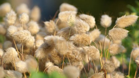 Téléchargez les photos : L'herbe à queue de lièvre souffle dans la brise dans un jardin de prairie d'été. - en image libre de droit