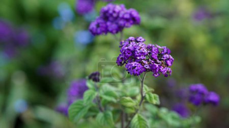 Téléchargez les photos : Héliotrope violet fleurs en fleurs dans un jardin d'été. - en image libre de droit