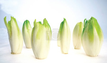 Photo for Chicories on white background. Fresh vegetables. - Royalty Free Image