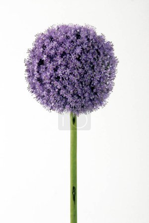 Photo for Garlic flower on white background. Purple plant. - Royalty Free Image