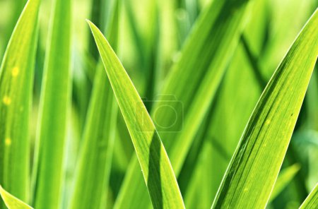 Photo for Green meadow during summer. Grass close-up. - Royalty Free Image