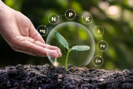 Las plantas crecen en el suelo con el concepto de fertilizantes vegetales, nutrientes vegetales y factores necesarios para el crecimiento y el proceso de desarrollo de las plantas..
