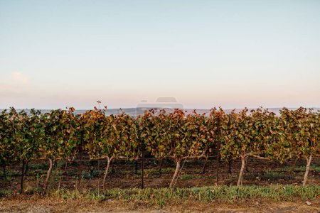 Téléchargez les photos : L'industrie viticole : un art intemporel qui nourrit la vigne, façonne les saveurs et tisse une riche tapisserie de passion et de patrimoine. - en image libre de droit