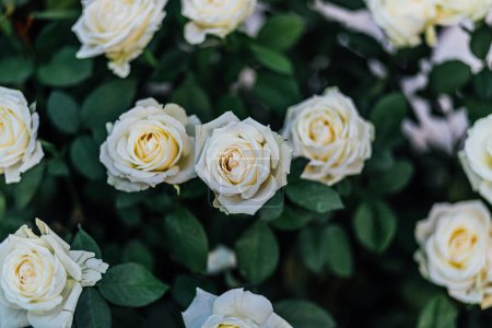 Téléchargez les photos : Mariage et célébration fleurs arragments pour les mariages et les événements sociaux de luxe. - en image libre de droit