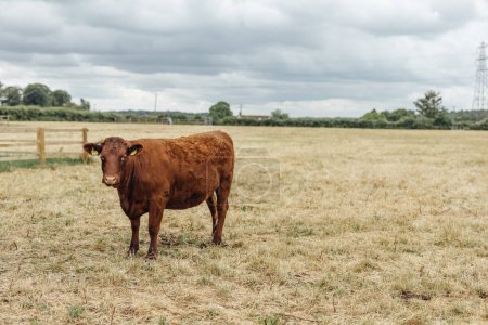 Téléchargez les photos : Brun vaches saines broutent dans la prairie et mangent de l'herbe. Les vaches regardent la caméra. La vie rurale à Londres englad. - en image libre de droit