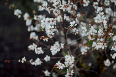Téléchargez les photos : Floraison abondante d'amandiers au printemps de l'année. coulées blanches et roses qui deviennent amandes saines. - en image libre de droit
