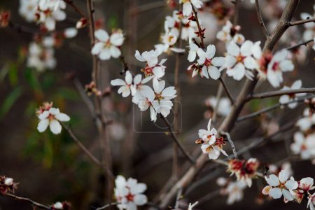 Téléchargez les photos : Floraison abondante d'amandiers au printemps de l'année. coulées blanches et roses qui deviennent amandes saines. - en image libre de droit