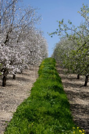 Beutiful Almond tree blossom in spring time of year. white and pink flowes that becoming healty almond.