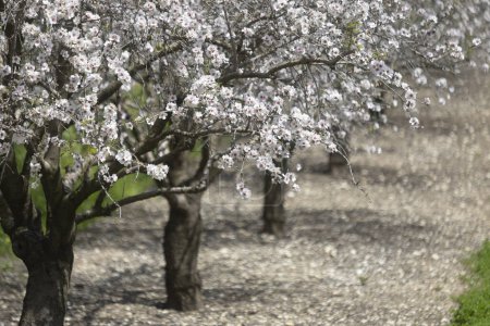 Beutiful Almond tree blossom in spring time of year. white and pink flowes that becoming healty almond.
