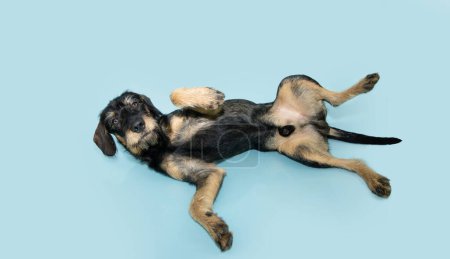 Foto de Sumiso macho mestizo cachorro perro acostado dowm y vientre en aislado azul pastel fondo - Imagen libre de derechos