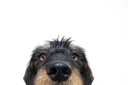 Téléchargez les photos : Gros plan dachshund poilu chiot chien regardant la caméra. Isolé sur fond blanc - en image libre de droit
