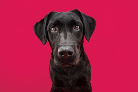 Photo for Portrait black labrador retriever looking at camera. Isolated on red or magenta background - Royalty Free Image