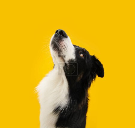Foto de Portrait concentrate border collie dog looking up begging food. Isolated on yellow colored background - Imagen libre de derechos