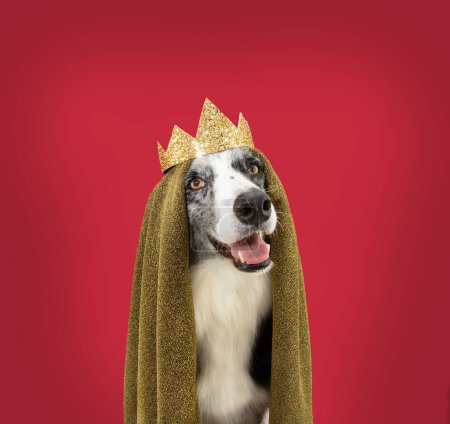 Téléchargez les photos : Border collie dog dressed as a king celebrating carnival, hallowen or three wise of orient. Isolated on red colored background - en image libre de droit