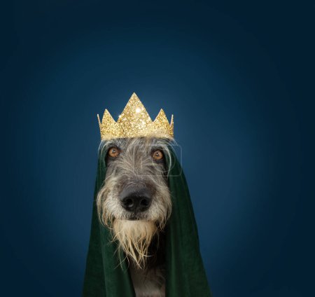 Téléchargez les photos : Portrait funny dog celebrating carnival, hallowen  or new year's eve dressed as a king with a cape and crown. Isolated on blue background - en image libre de droit