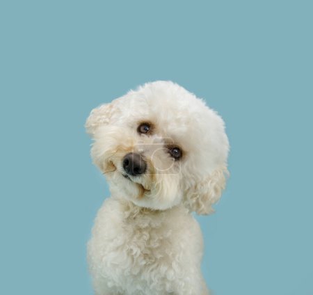 Photo for Cute and sweet poodle puppy dog thinking and tilting head side. Isolated on blue pastel background - Royalty Free Image