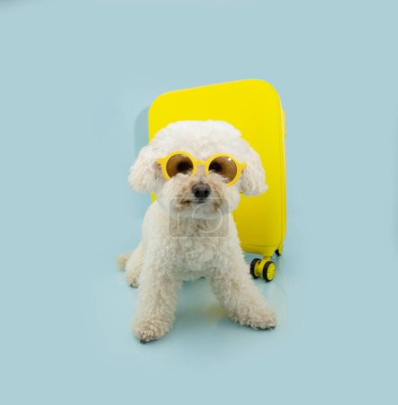 Foto de Retrato pequeño caniche que va de vacaciones de verano delante de una maleta amarilla. Aislado sobre fondo pastel azul - Imagen libre de derechos