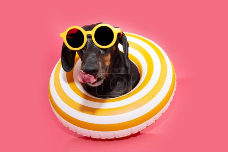 Foto de Cachorro divertido perro de verano. Dachshund dentro de un anillo inflable amarillo lamiéndolo labios con lengua. Aislado sobre fondo rosa - Imagen libre de derechos