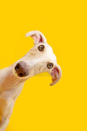 Photo for Portrait curious spanish greyhound dog tilting head side. Isolated on yellow backgorund - Royalty Free Image