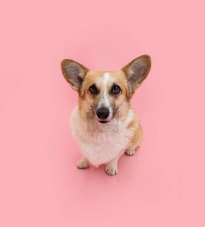 Photo for Portrait welsh corgi pembroke dog looking at camera. Isolated on pink pastel background - Royalty Free Image