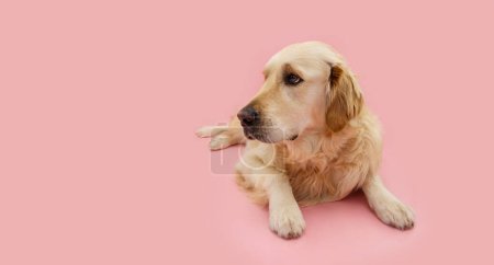 Retrato lindo perro cachorro golden retriever celebrando el día de la madre o el verano mirando hacia otro lado. Aislado sobre fondo pastel rosa