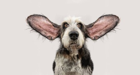 Téléchargez les photos : Portrait Blue Gascony Griffon chien avec une expression sérieuse visage écoute avec deux oreilles vers le haut. Émotion de chien.. Isolé sur fond gris blanc. - en image libre de droit