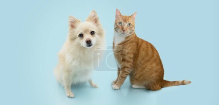Téléchargez les photos : Portrait animaux de compagnie d'été ou de printemps. chien poméranien attentif et chat roux assis. Isolé sur fond bleu pastel - en image libre de droit