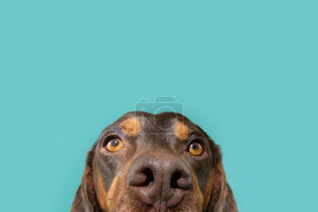 Close-up peeking vizsla puppy dog summer or spring, Isolated on blue background