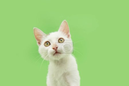 Photo for Cute kitten cat tiltilng head side looking up. Isolated on green background - Royalty Free Image