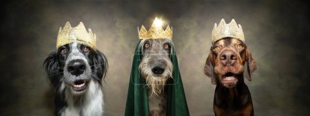 Téléchargez les photos : Couronne d'animal. trois chiens célébrant les trois sages depuis la naissance du Christ. Isolé sur fond plat - en image libre de droit