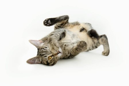 Foto de Divertido juguetón gato pequeño acostado mostrando sus testículos. Aislado sobre fondo blanco - Imagen libre de derechos