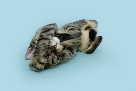 Foto de Retrato juguetón gato mascota espiando. Aislado sobre fondo pastel azul - Imagen libre de derechos