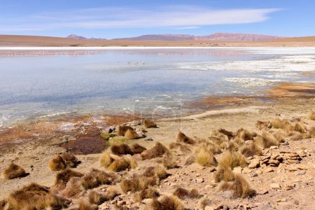 Foto de Bolivia, Laguna Kollpa en el Parque Nacional Avaroa. Flamencos buscando comida en el agua de la laguna. Hierbas Paja Brawa en la orilla de la laguna. - Imagen libre de derechos