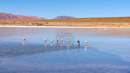 Foto de Bolivia, Laguna Kollpa en el Parque Nacional Avaroa. Flamencos buscando comida en el agua de la laguna. - Imagen libre de derechos