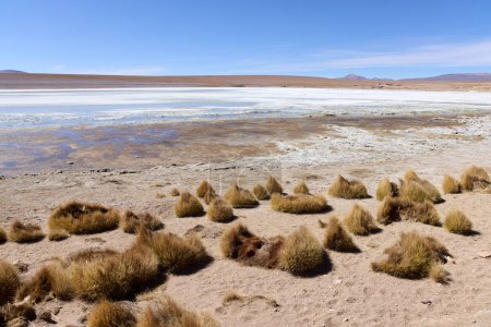 Foto de Bolivia, Laguna Kollpa en el Parque Nacional Avaroa. Un lago alcalino salado donde se alimentan los flamencos. Hierbas Paja Brawa en la orilla de la laguna. - Imagen libre de derechos