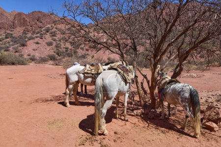 Bolivia, Tupiza. Horses waiting for tourists at the Devil's Door. A landscape that looks like the Wild West. Tourist attraction with horse trips.