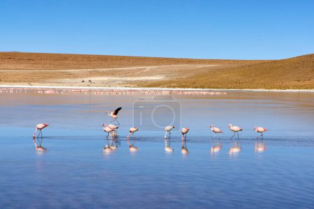 Foto de Bolivia, Laguna Kollpa en el Parque Nacional Avaroa. Flamencos buscando comida en el agua de la laguna. - Imagen libre de derechos