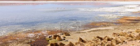 Foto de Bolivia, Laguna Kollpa en el Parque Nacional Avaroa. Flamencos buscando comida en el agua de la laguna. Hierbas Paja Brawa en la orilla de la laguna. - Imagen libre de derechos