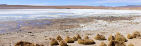 Foto de Bolivia, Laguna Kollpa en el Parque Nacional Avaroa. Un lago alcalino salado donde se alimentan los flamencos. Hierbas Paja Brawa en la orilla de la laguna. - Imagen libre de derechos