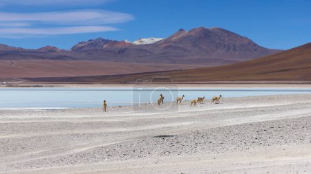 Foto de Bolivia, PARQUE NACIONAL AVAROA, Vicuna llamas pastando en la orilla del lago. - Imagen libre de derechos