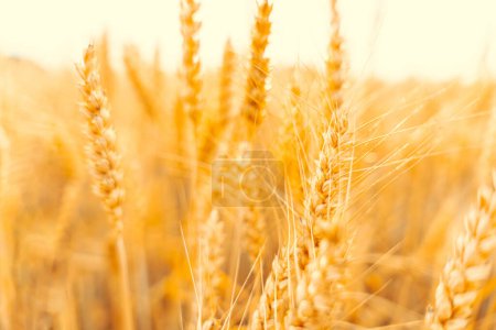 Foto de Wheat crop sun sky landscape. Agriculture summer harvest. Cereal bread grain in farm on sunset golden background. Field yellow rye plant - Imagen libre de derechos