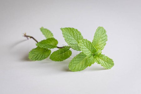 Foto de Mint leaves, isolated on white background. Copy space. - Imagen libre de derechos