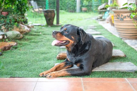 Photo for Pet dog Rottweiler sitting down happily in house garden. - Royalty Free Image